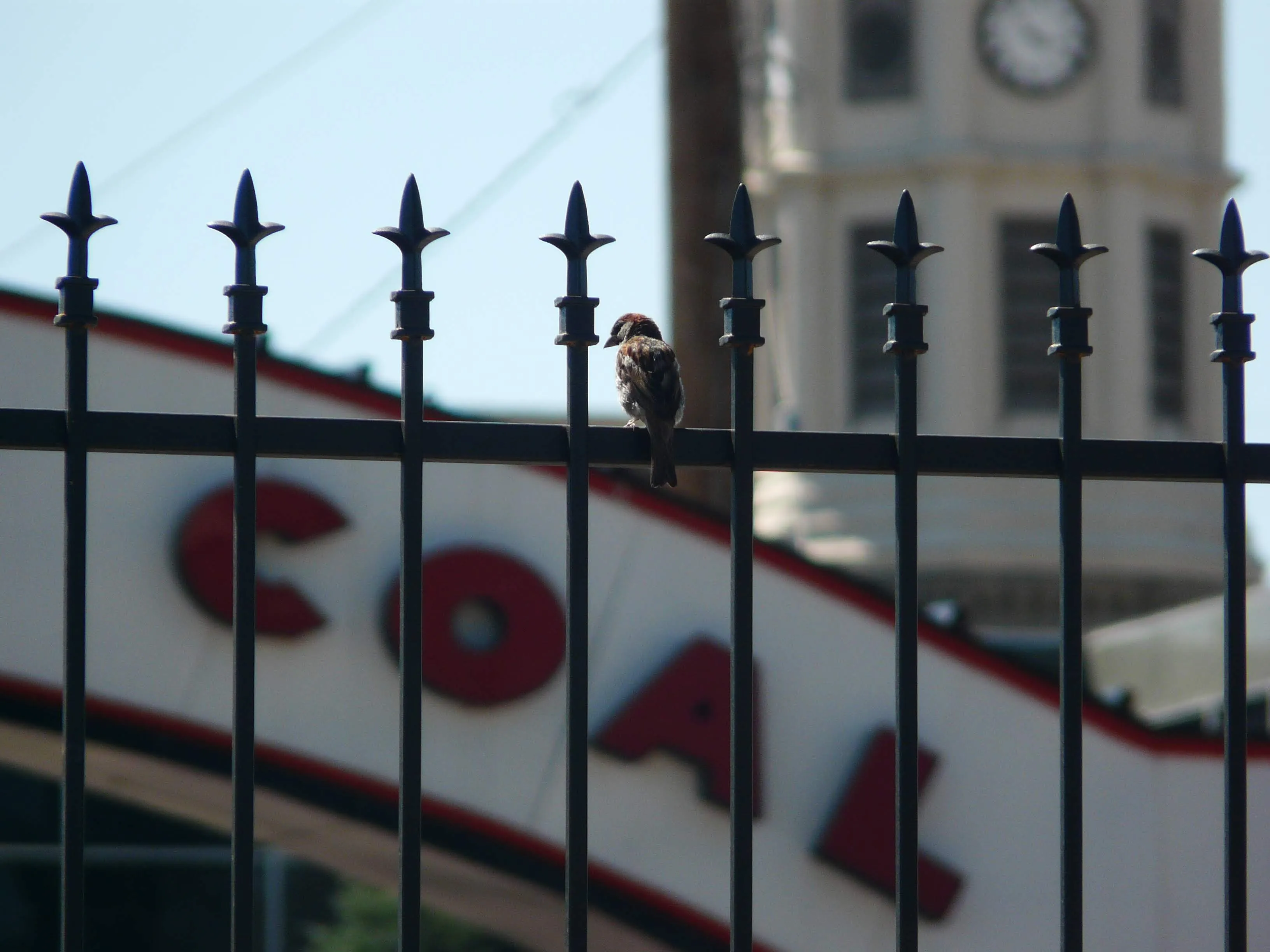 A small bird perched on an iron railing in front of a "COAL" sign